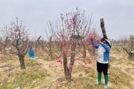 “Hoa đào Phù Trì” sắp có nhãn hiệu tập thể